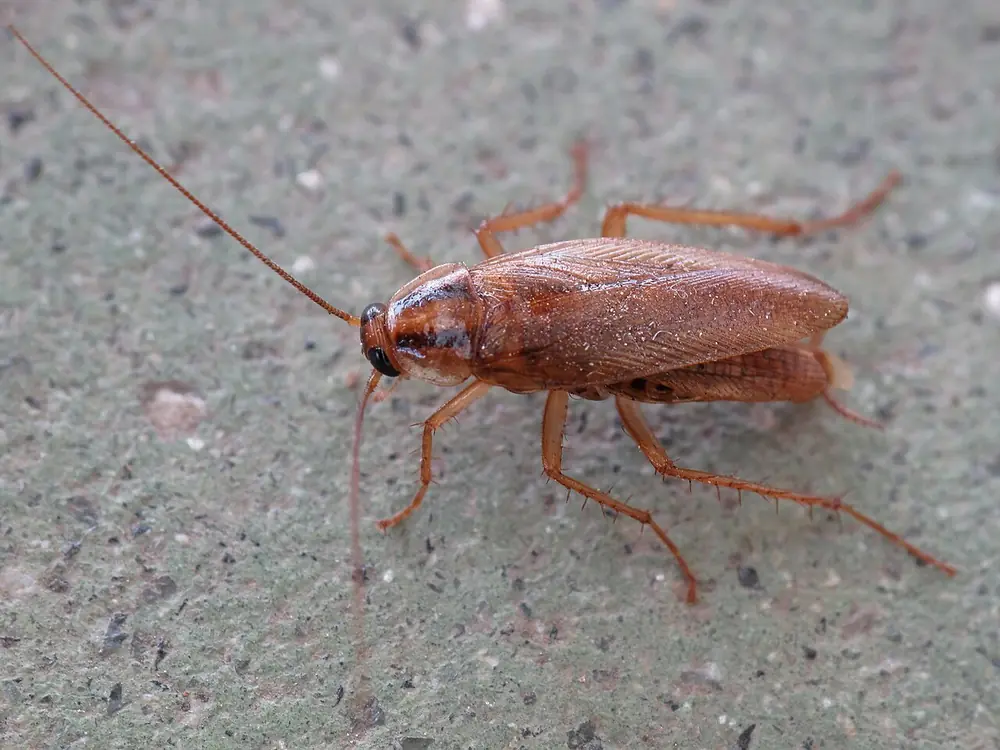 Cucaracha café rojiza sobre una superficie de concreto