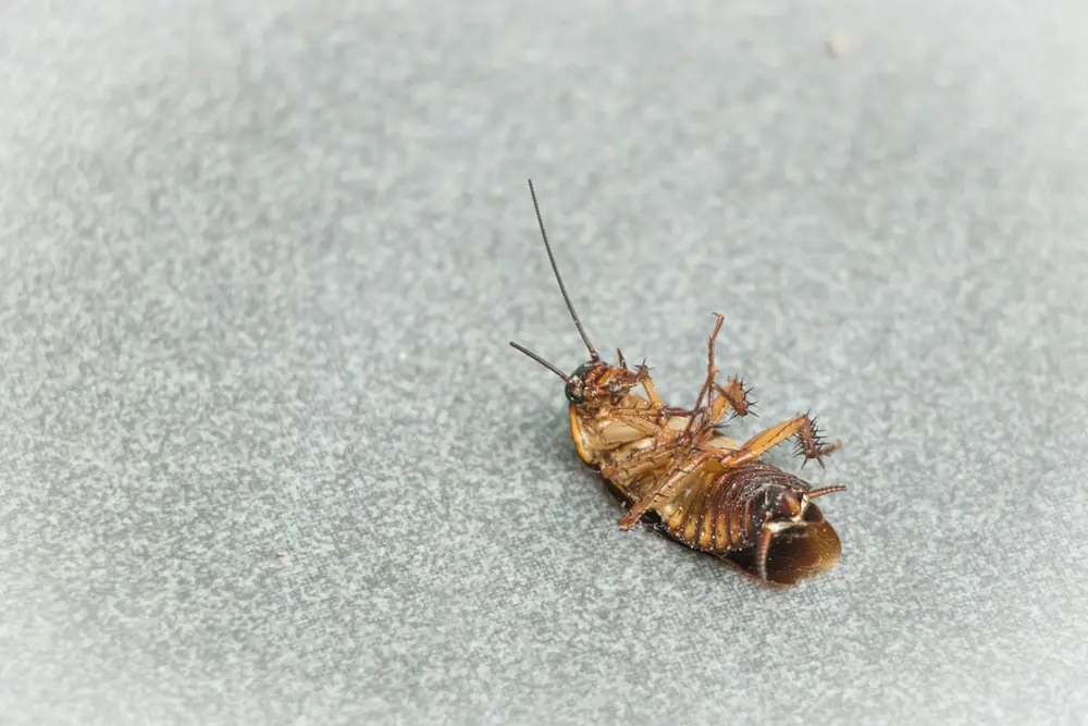 Cucaracha muerta de espaldas sobre el piso