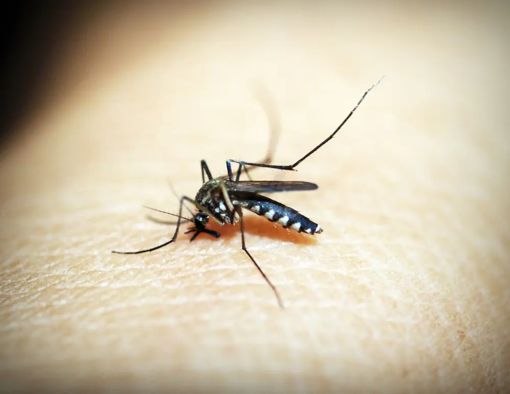 Mosquito picando la piel