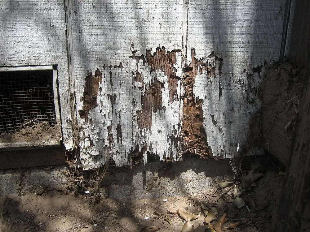 Revestimiento de madera de una casa destruido por insectos