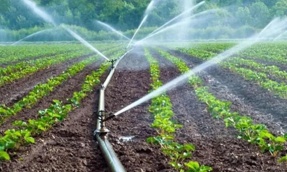 Aspersores de riego agrícola sobre hileras de cultivo